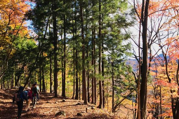 Hikers walking through Autumn Forest on Nakasendo Way